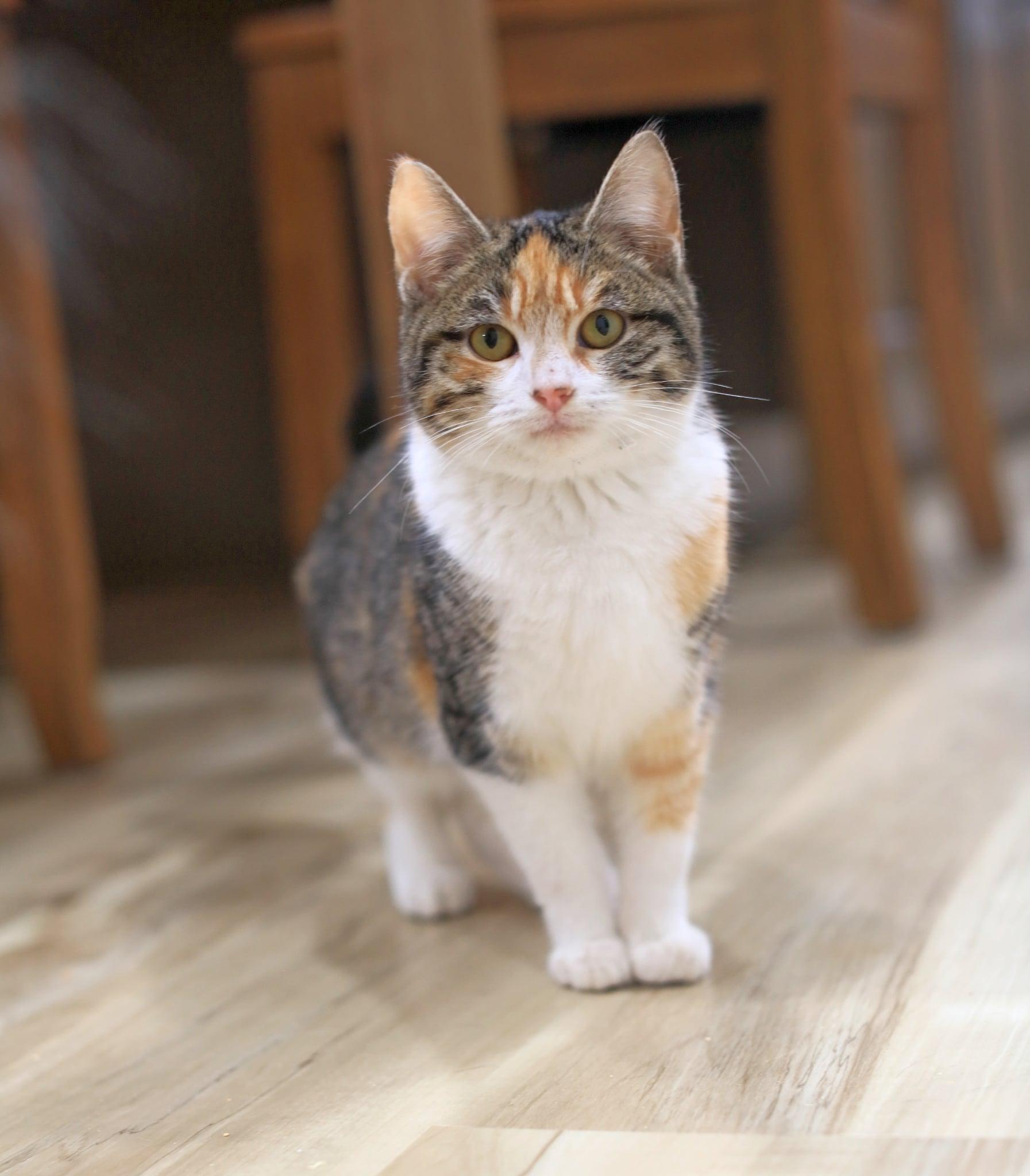 Enlarge Alice Lucky, an adopted Domestic Short Hair in Pasco, WA image 2/5