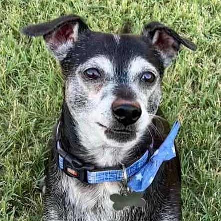 Enlarge Joseph, a Adoptable mixed breed in Oklahoma City, OK image 1/6