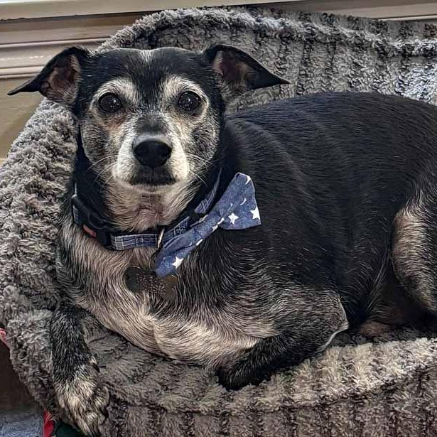 Enlarge Joseph, a Adoptable mixed breed in Oklahoma City, OK image 2/6