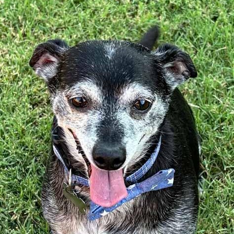 Enlarge Joseph, a Adoptable mixed breed in Oklahoma City, OK image 3/6