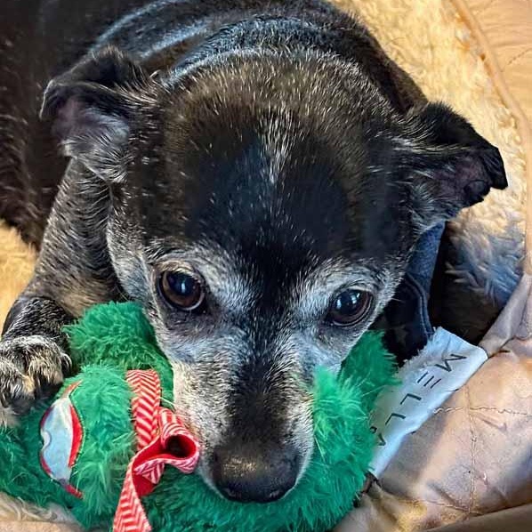 Enlarge Joseph, a Adoptable mixed breed in Oklahoma City, OK image 4/6