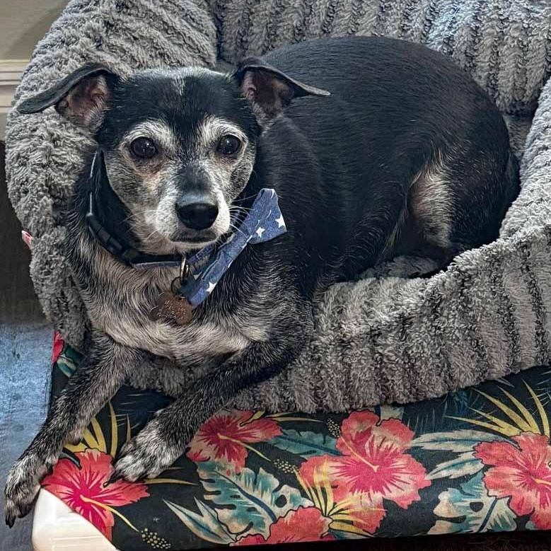 Enlarge Joseph, a Adoptable mixed breed in Oklahoma City, OK image 5/6