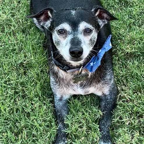 Enlarge Joseph, a Adoptable mixed breed in Oklahoma City, OK image 6/6