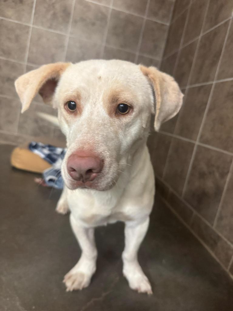 Titan, Adoptable, Adult Male Corgi & Retriever.