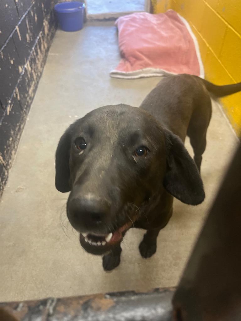 Enlarge Sapphire, a Adoptable mixed breed in Murray, KY image 1/1