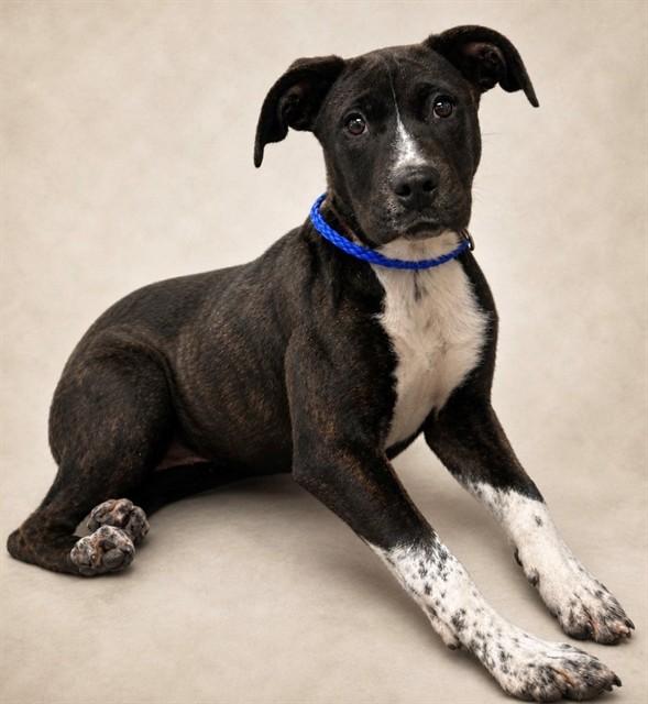 Enlarge CHALET, a Adoptable mixed breed in Cookeville, TN image 1/1
