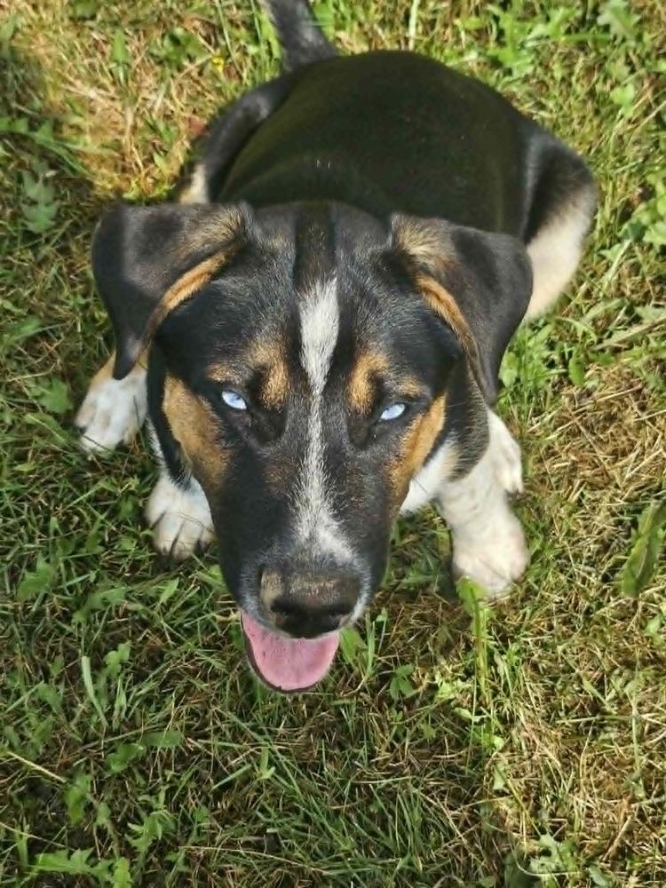 VADER, Adoptable, Puppy Male Husky & Australian Cattle Dog / Blue Heeler.