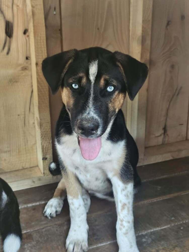 VADER, a Adoptable mixed breed in Thompson, PA image 2/5