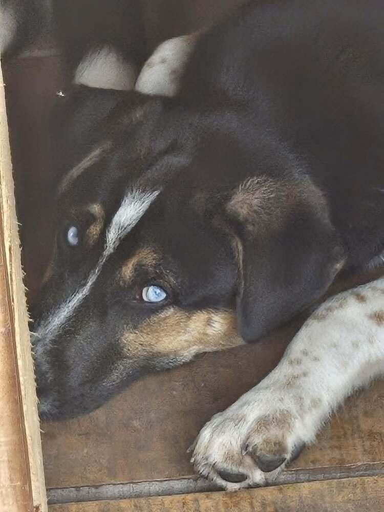 VADER, a Adoptable mixed breed in Thompson, PA image 3/5
