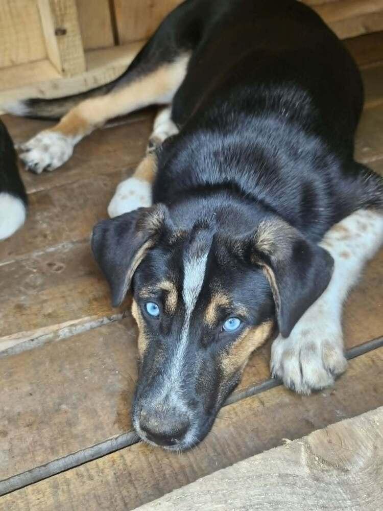 VADER, a Adoptable mixed breed in Thompson, PA image 4/5