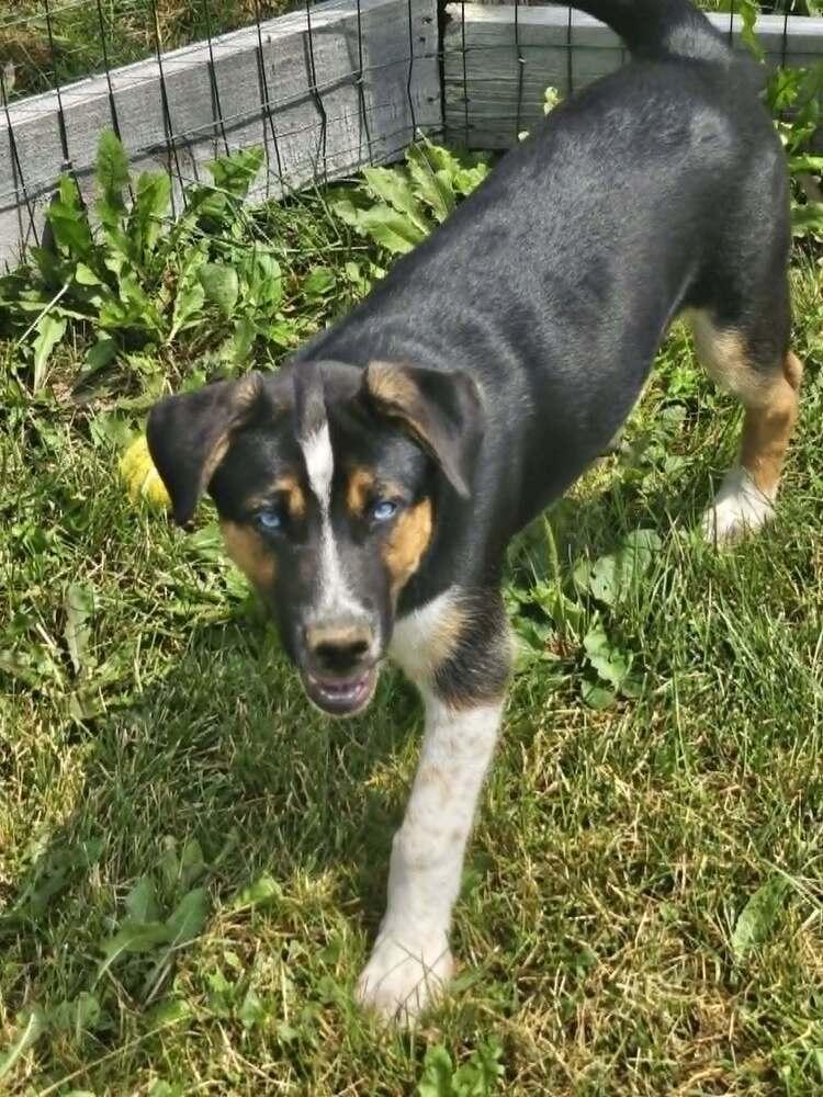 VADER, a Adoptable mixed breed in Thompson, PA image 5/5