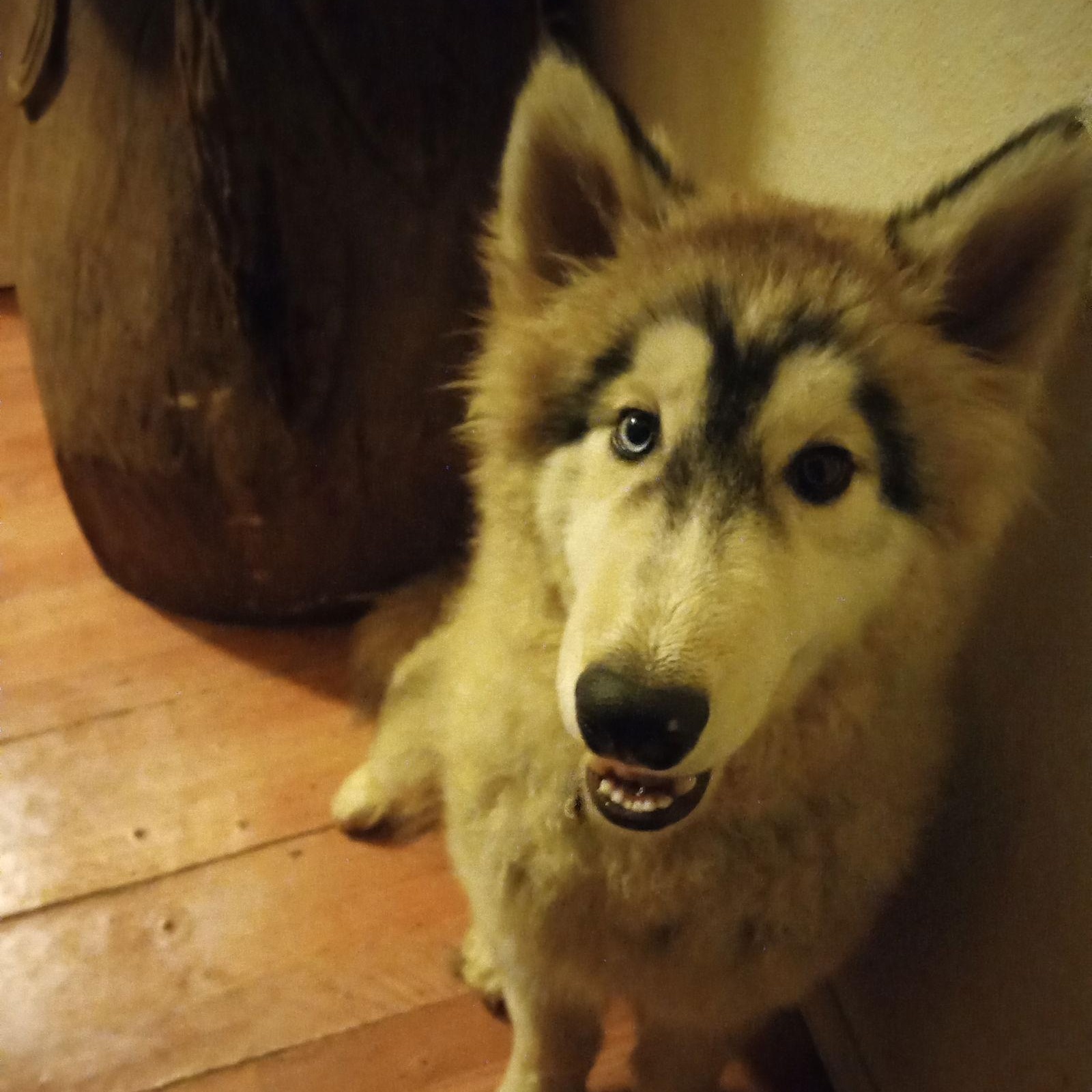 Enlarge Semite, an adoptable mixed breed in San Juan Bautista, CA image 3/4