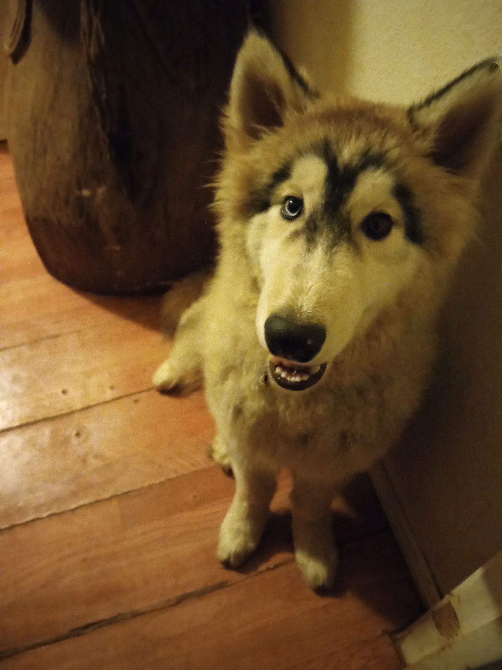 Semite, a Adopted mixed breed in San Juan Bautista, CA image 2/2