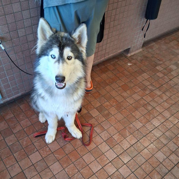Semite, adoptable, Young Male Siberian Husky & Samoyed.