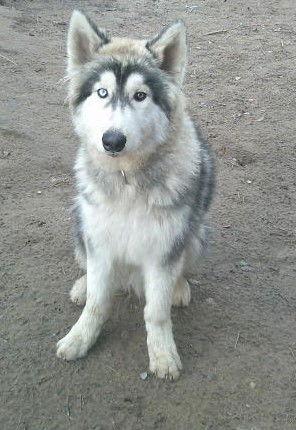Semite, Adopted, Young Male Alaskan Malamute & Samoyed.