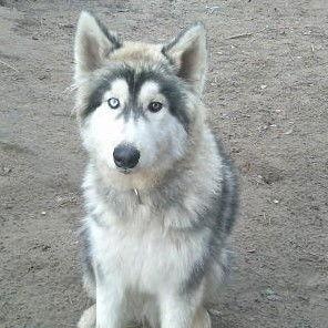Enlarge Semite, an adoptable mixed breed in San Juan Bautista, CA image 2/4