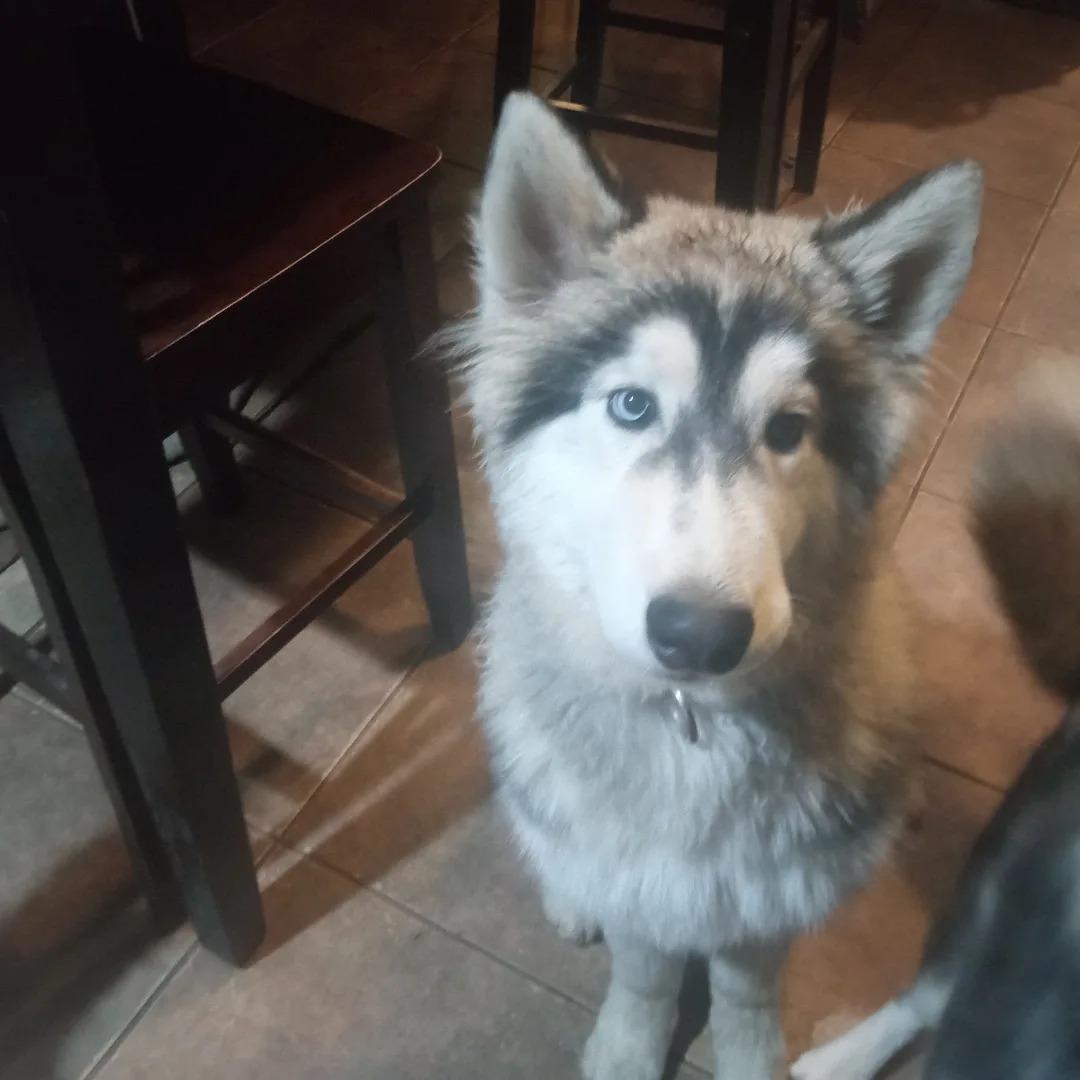 Enlarge Semite, an adoptable mixed breed in San Juan Bautista, CA image 4/4