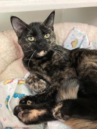 Enlarge Zuri, a ADOPTABLE Domestic Short Hair in Traverse City, MI image 1/3