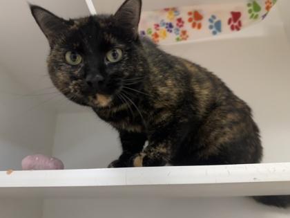 Enlarge Zuri, a ADOPTABLE Domestic Short Hair in Traverse City, MI image 2/3