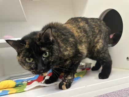 Enlarge Zuri, a ADOPTABLE Domestic Short Hair in Traverse City, MI image 3/3