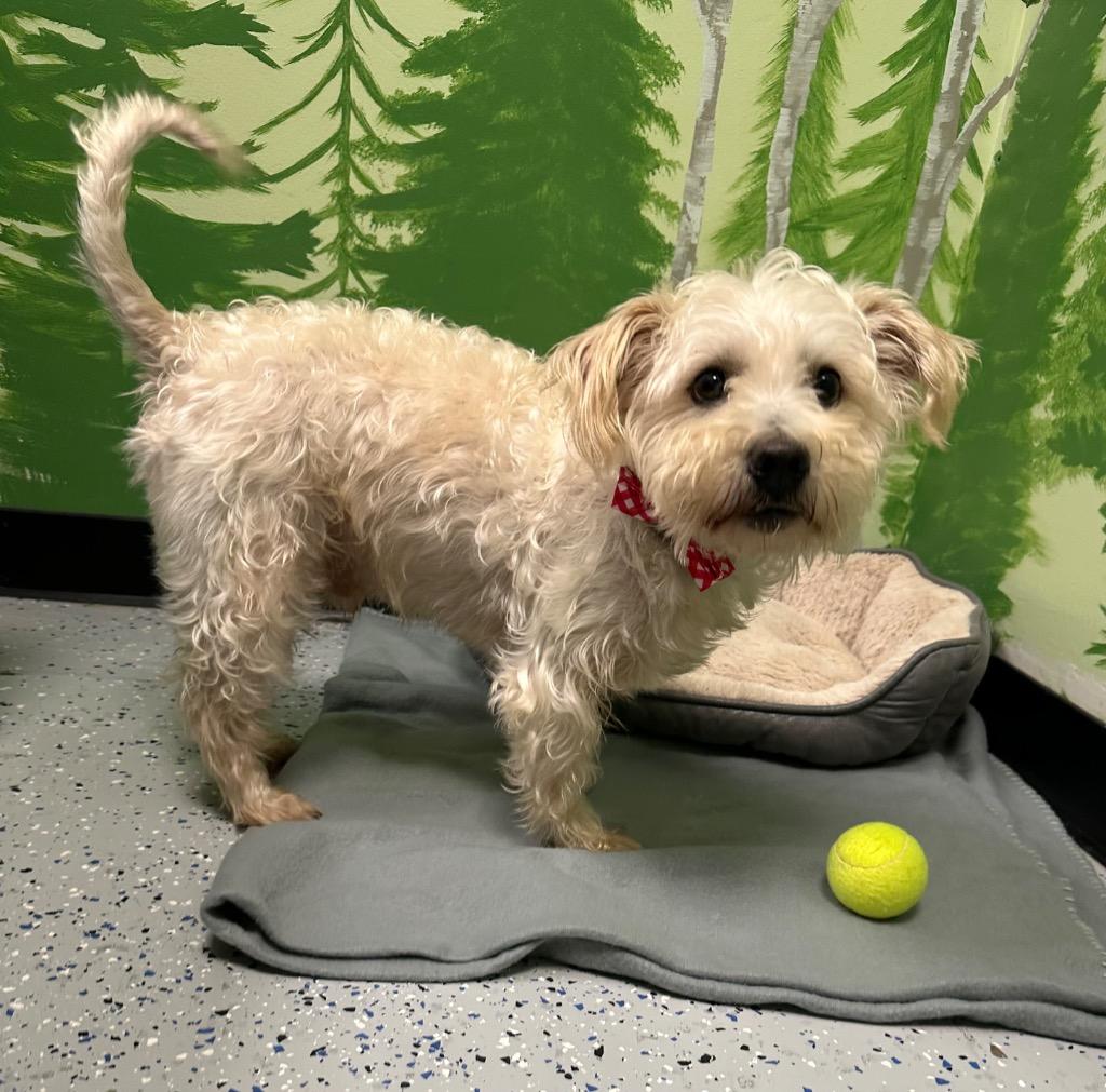 Enlarge Duke of Earl, a Adoptable mixed breed in Logan, UT image 1/2