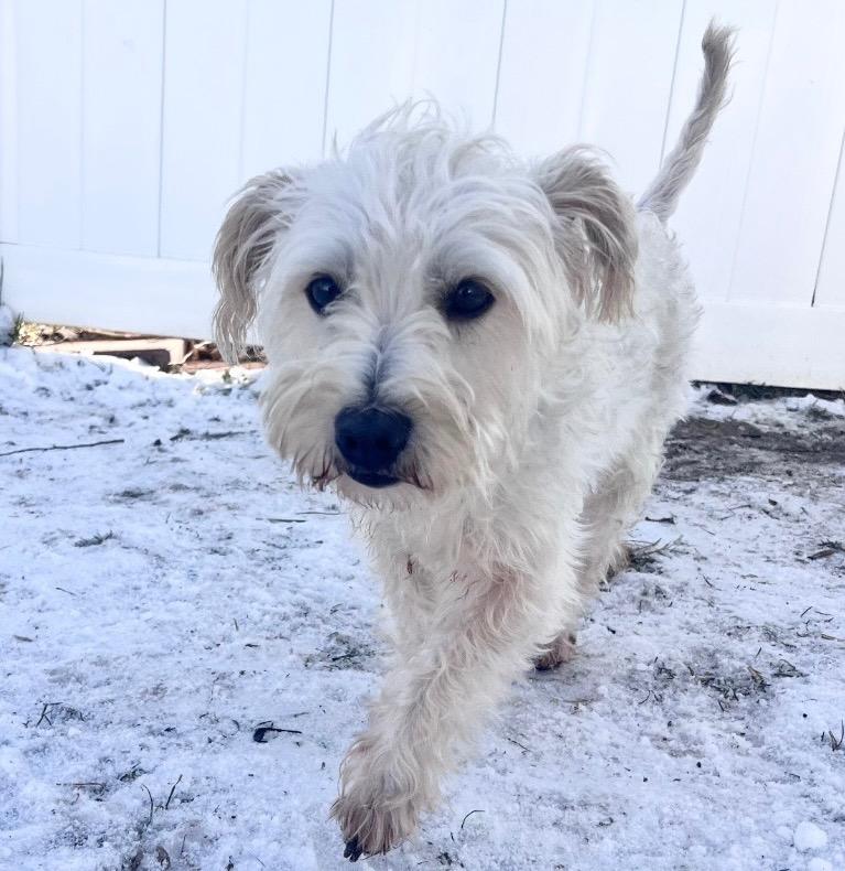 Enlarge Duke of Earl, a Adoptable mixed breed in Logan, UT image 2/2