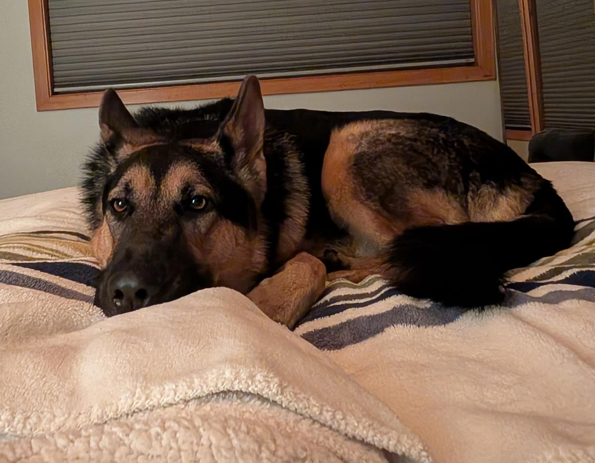 Buddy, a Adoptable German Shepherd Dog in Bend , OR image 5/5