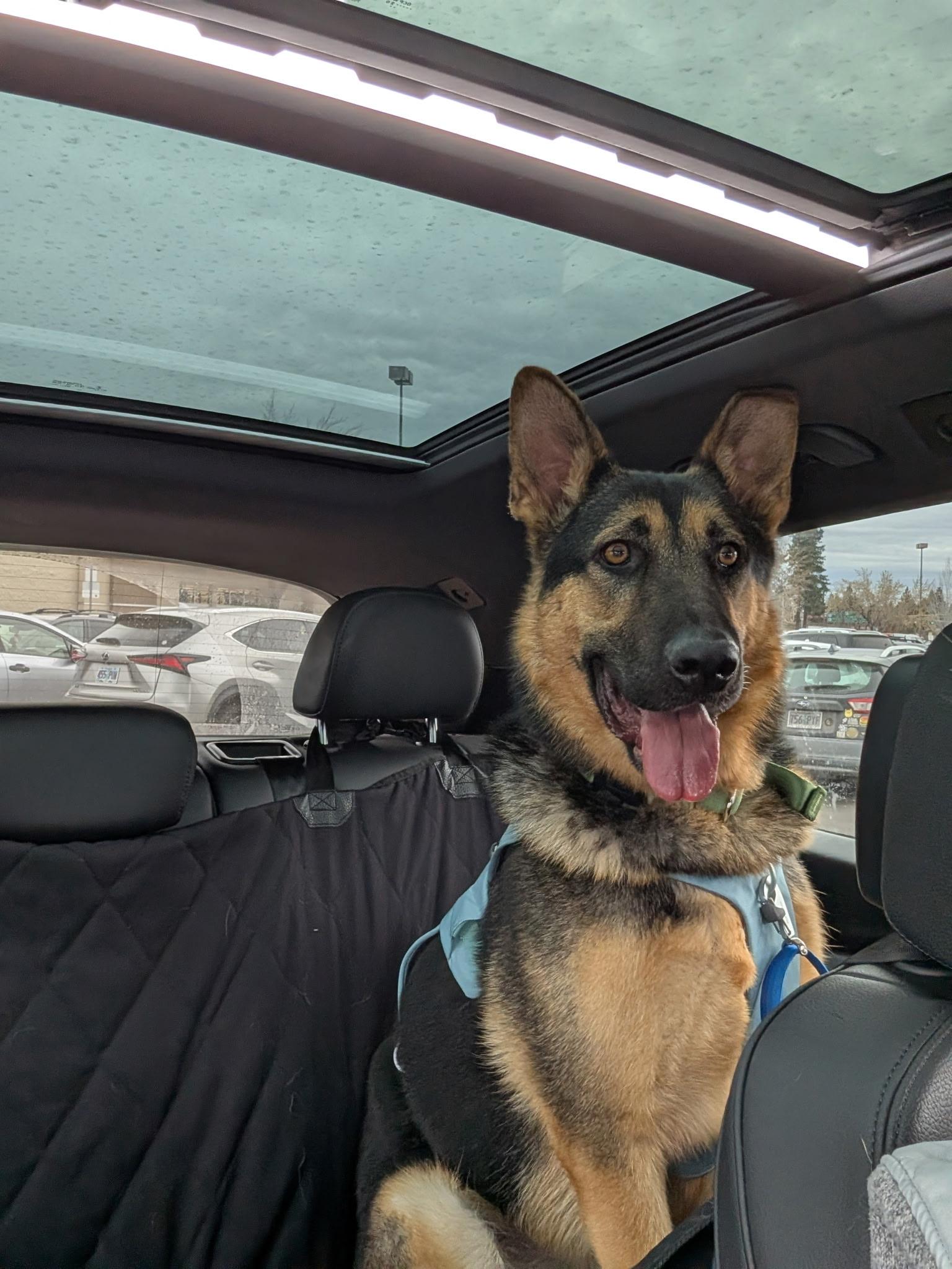 Buddy, Adoptable, Young Male German Shepherd Dog.