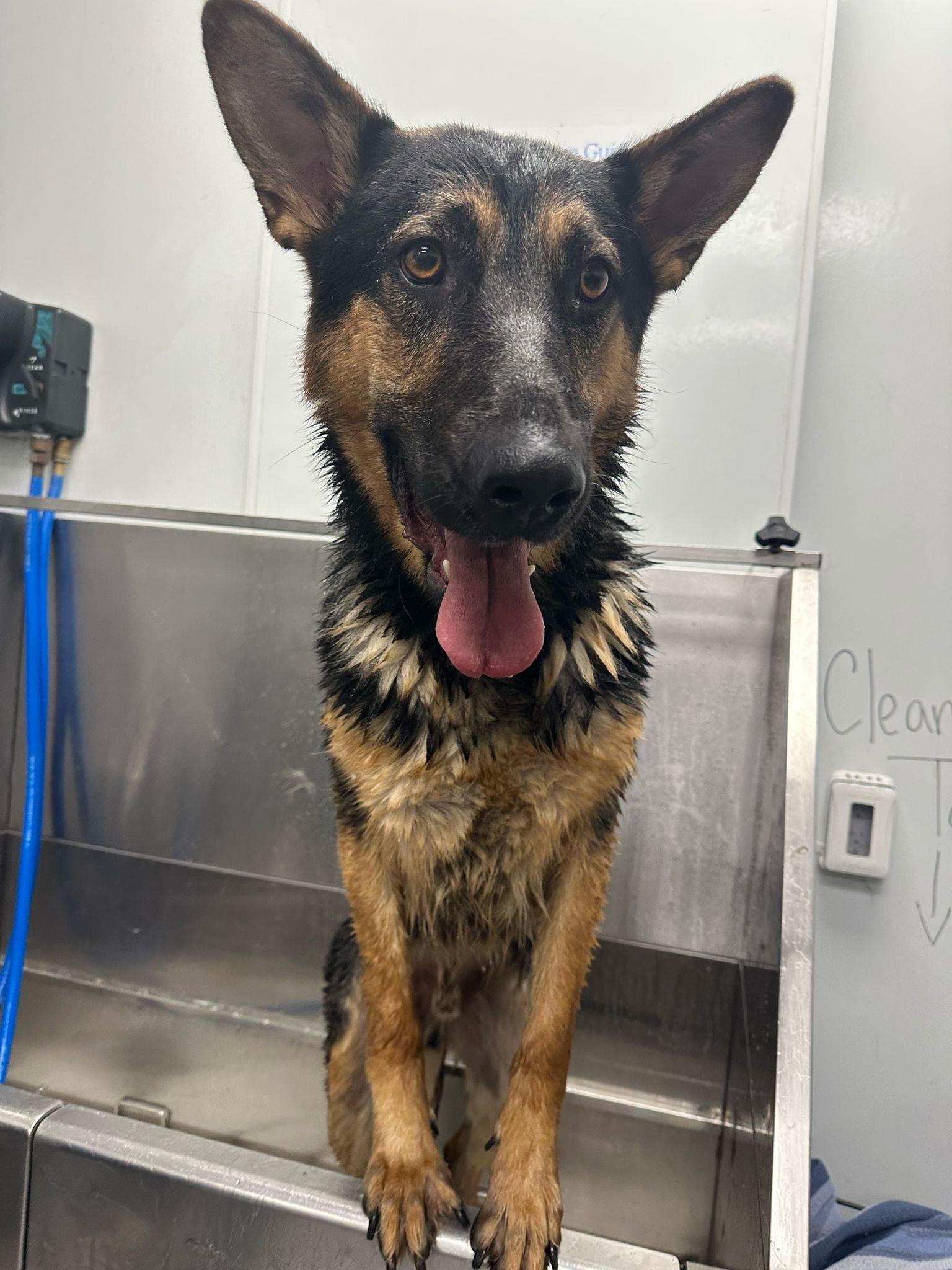 Buddy, a Adoptable German Shepherd Dog in Bend , OR image 3/5