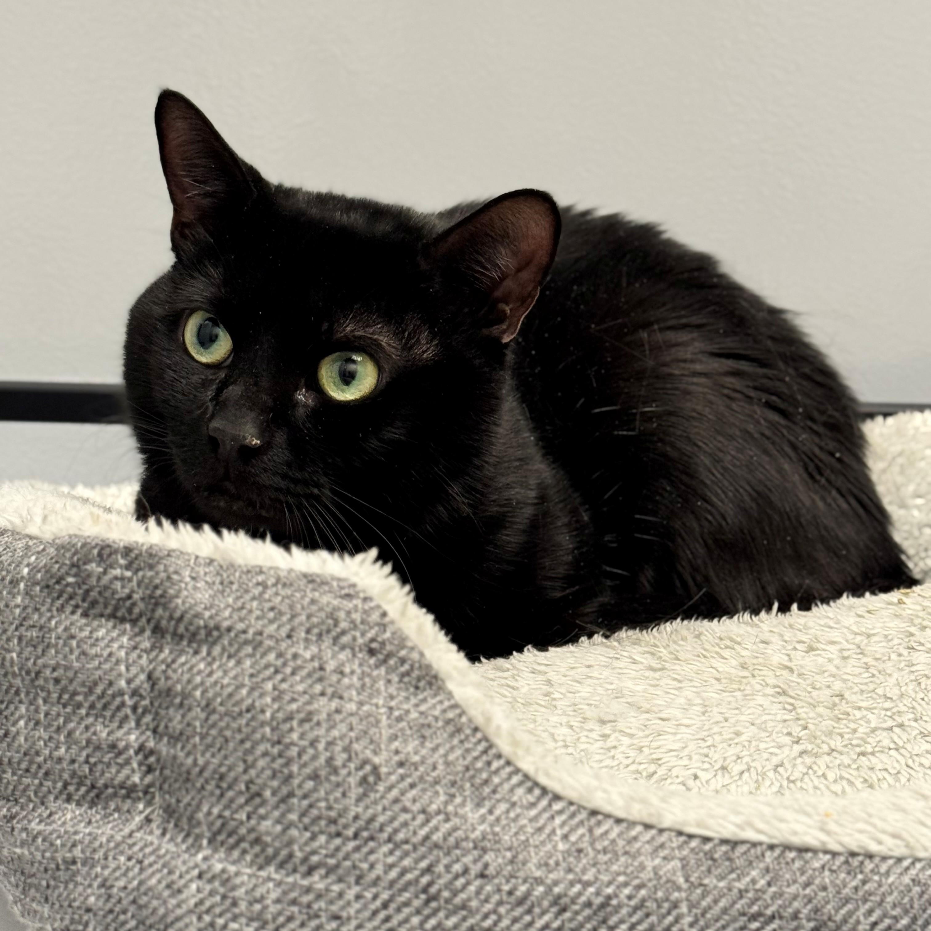 Enlarge Tarzan, a ADOPTABLE Domestic Short Hair in Syosset, NY image 1/1