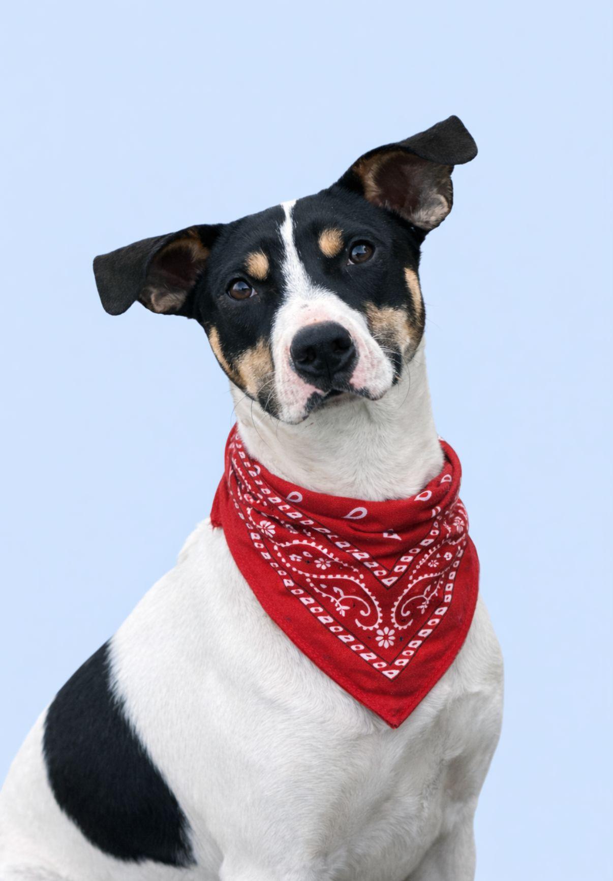 Jerry, adoptable, Young Male Jack Russell Terrier & Labrador Retriever.