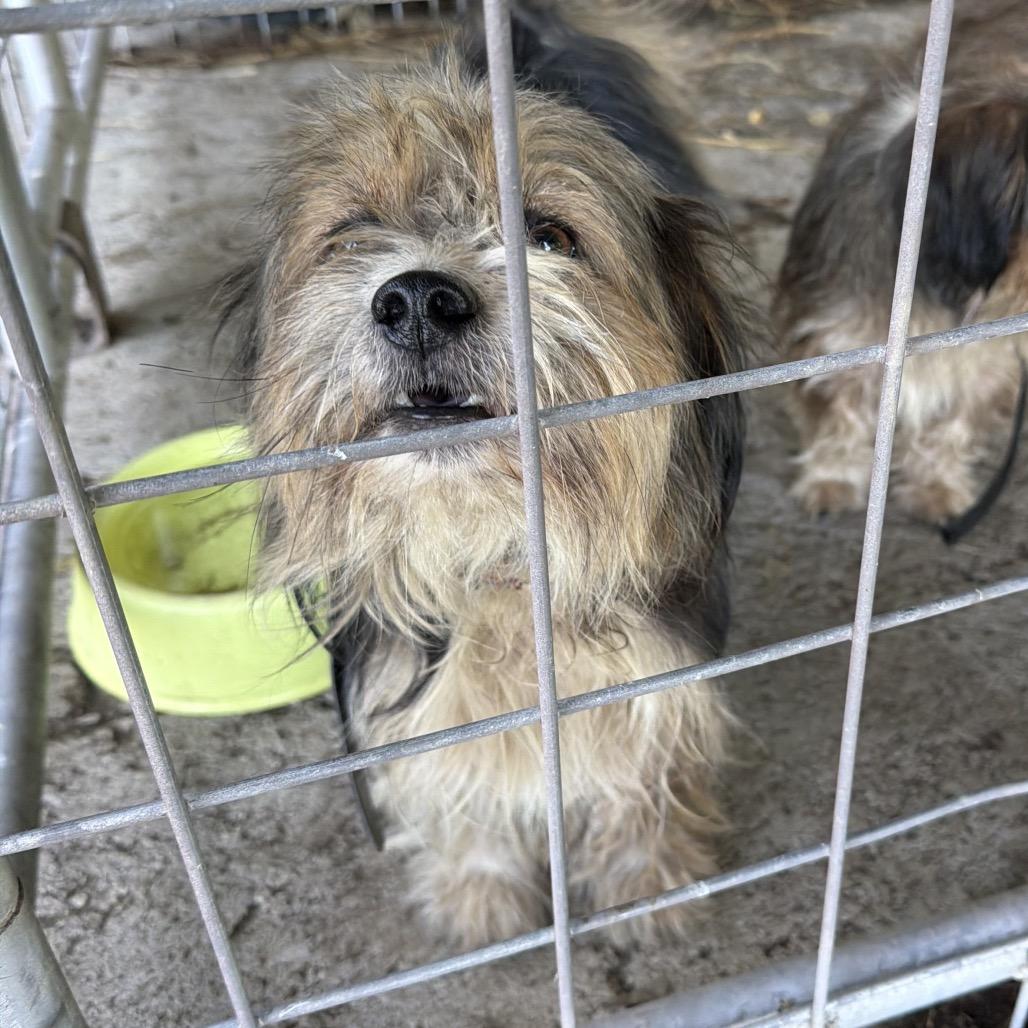Enlarge Bullwinkle "Bo Bo", a Adoptable mixed breed in Pittsburg, KS image 4/5