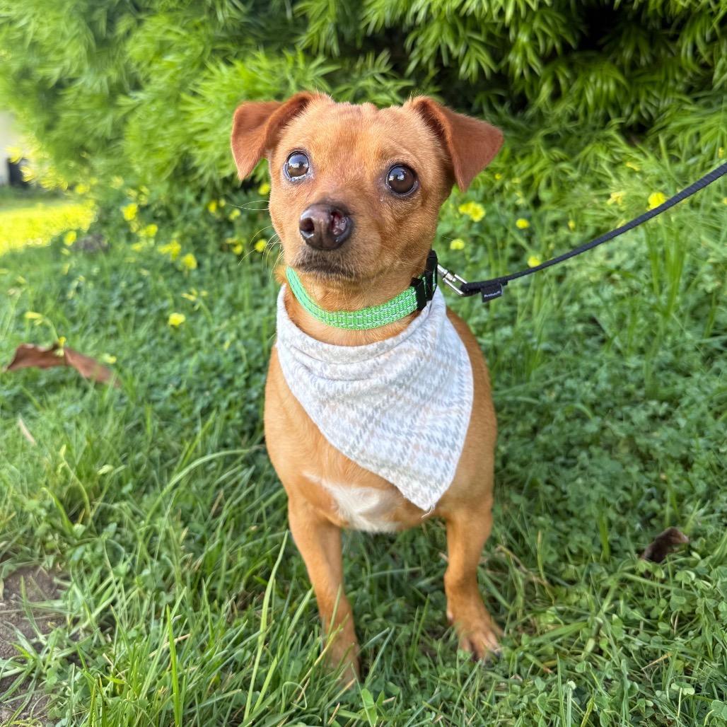 Enlarge Russet, a Adoptable Chihuahua in Santa Barbara, CA image 1/4