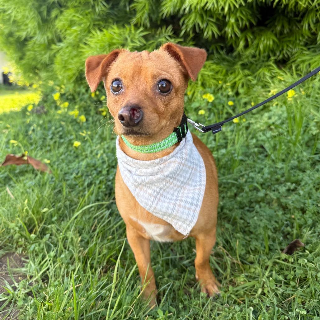 Russet, Adoptable, Adult Male Chihuahua.