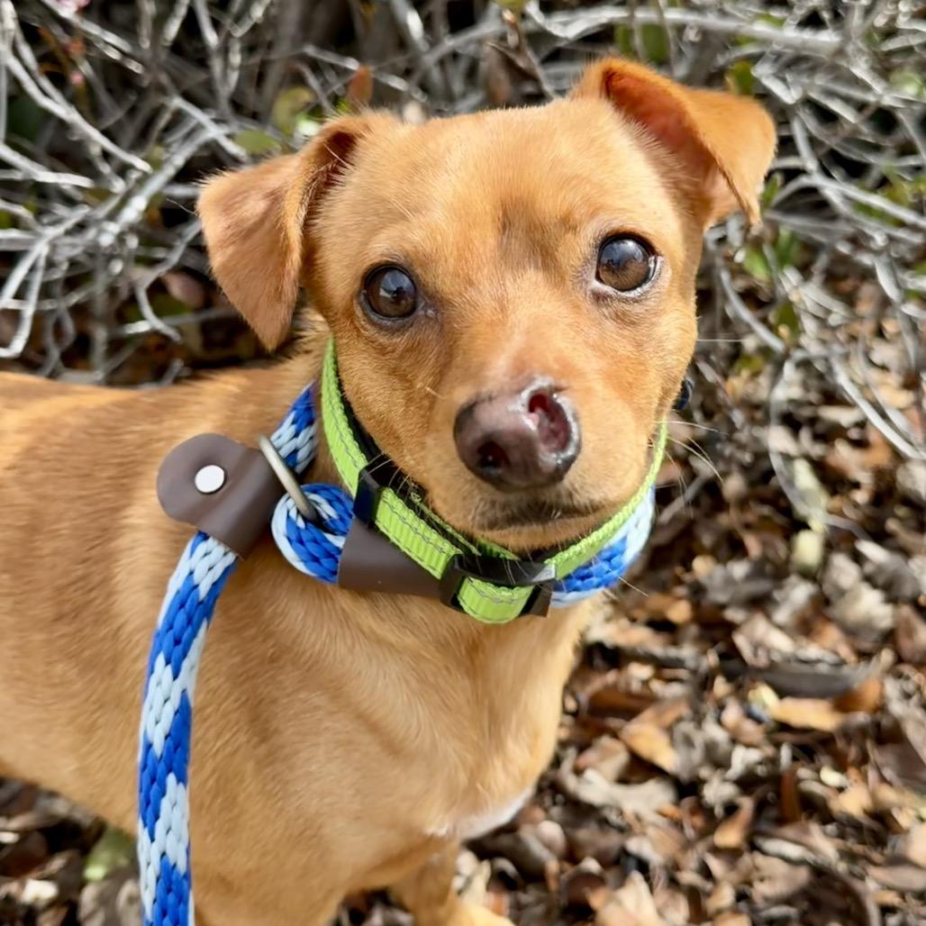Enlarge Russet, a Adoptable Chihuahua in Santa Barbara, CA image 3/4