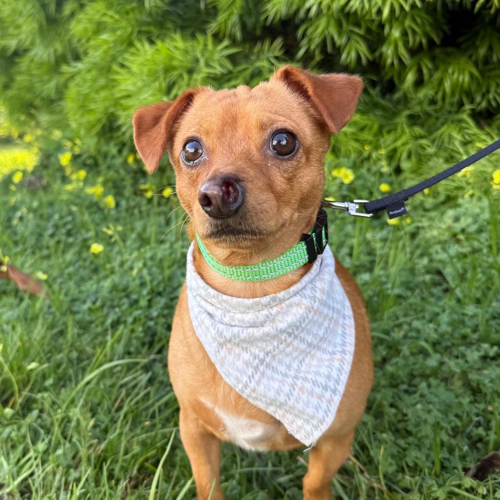 Enlarge Russet, a Adoptable Chihuahua in Santa Barbara, CA image 4/4