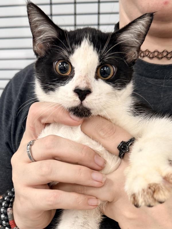 Michi, Adoptable, Young Female Domestic Short Hair.