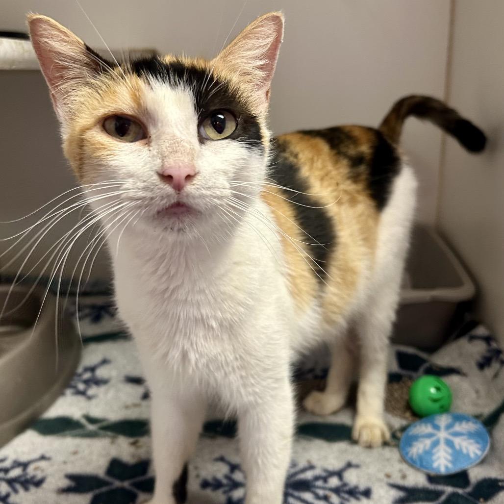 Enlarge Roo is at Petco, a Adoptable Domestic Short Hair in St Joseph, MO image 1/2