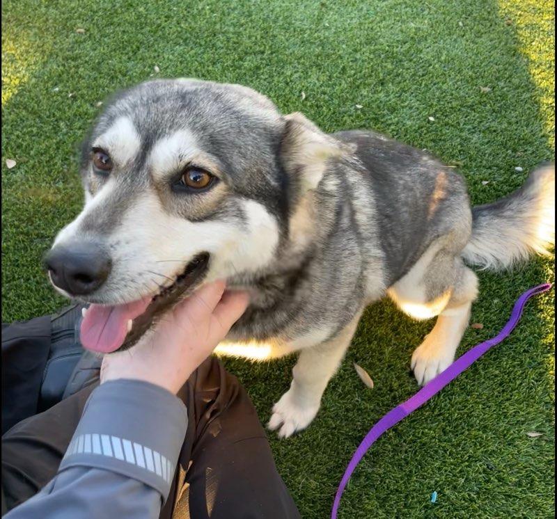 Luna, Adoptable, Young Female Husky.