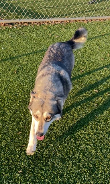 Enlarge Luna, a Adoptable Husky in Richland Hills, TX image 2/3