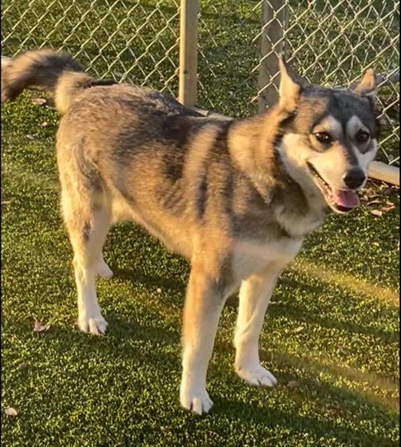 Enlarge Luna, a Adoptable Husky in Richland Hills, TX image 3/3
