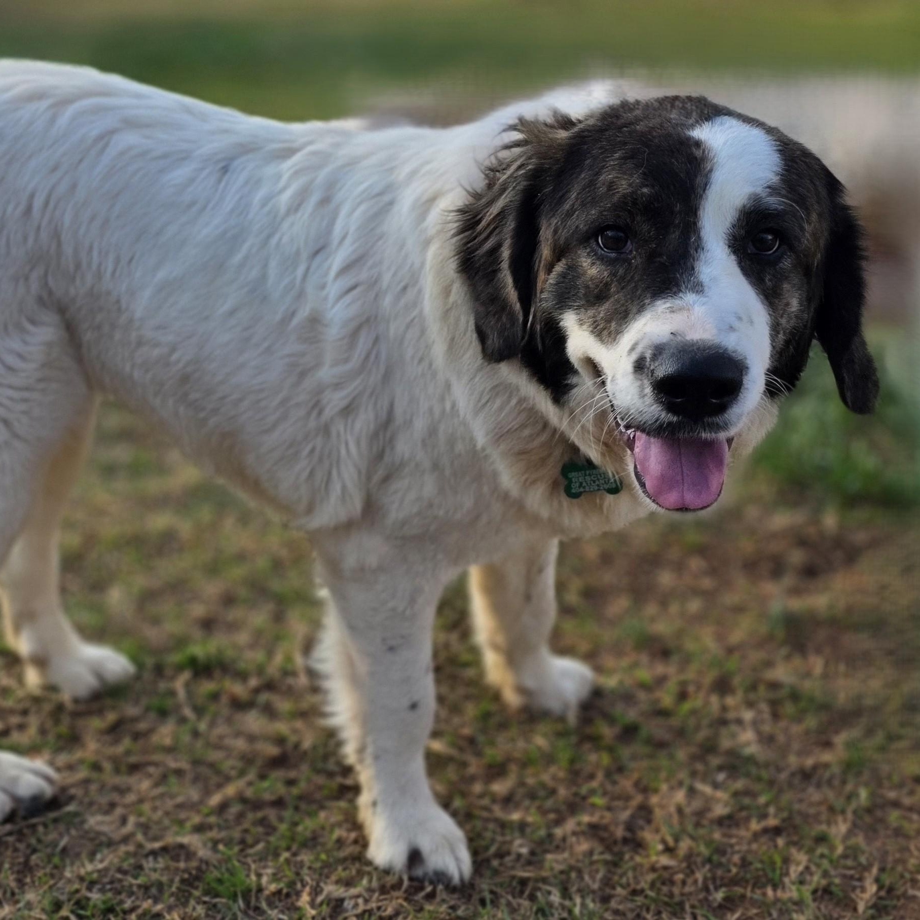Enlarge Greta Monti, a ADOPTABLE Great Pyrenees in Atlanta, GA image 3/6