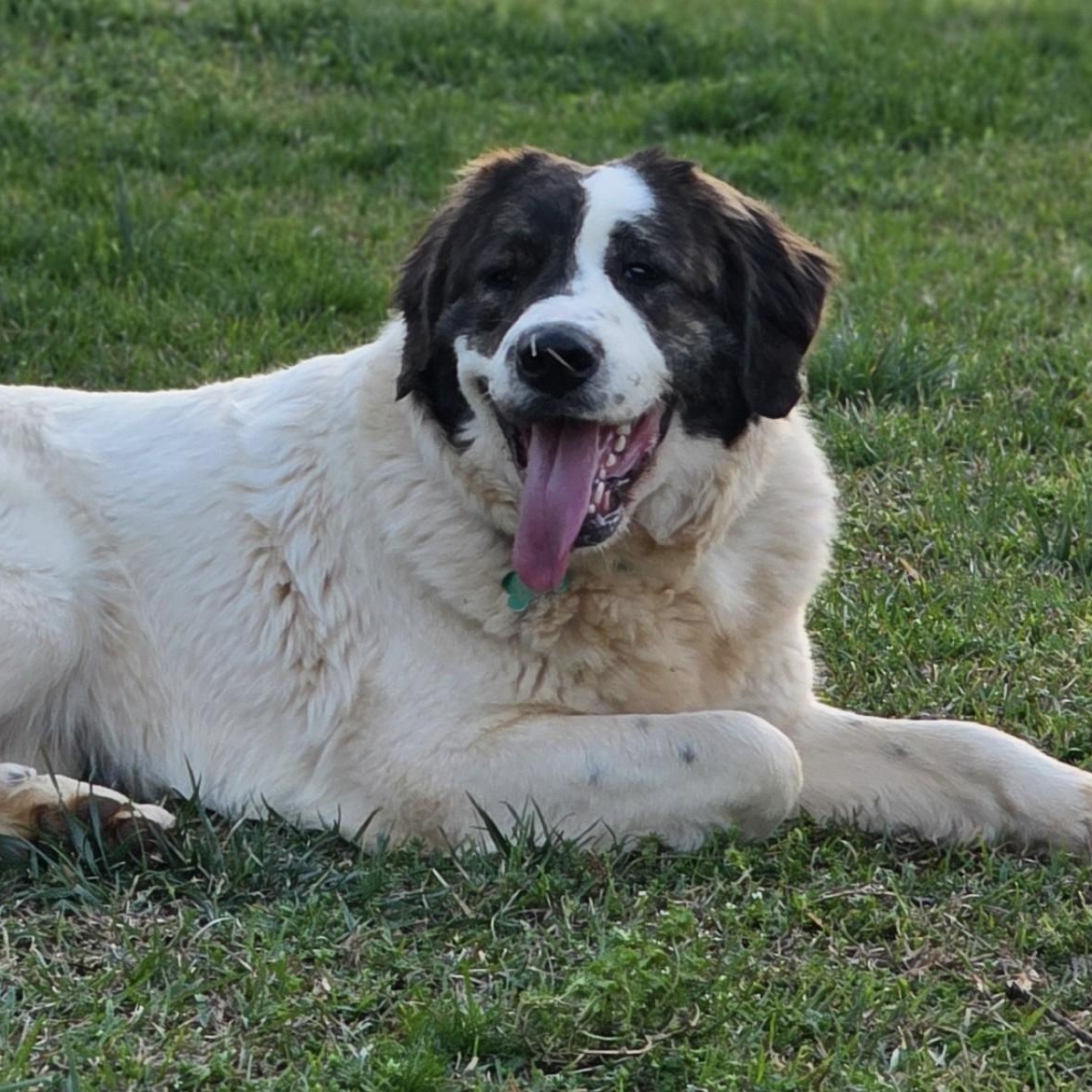 Greta Monti, ADOPTABLE, Young Female Great Pyrenees.