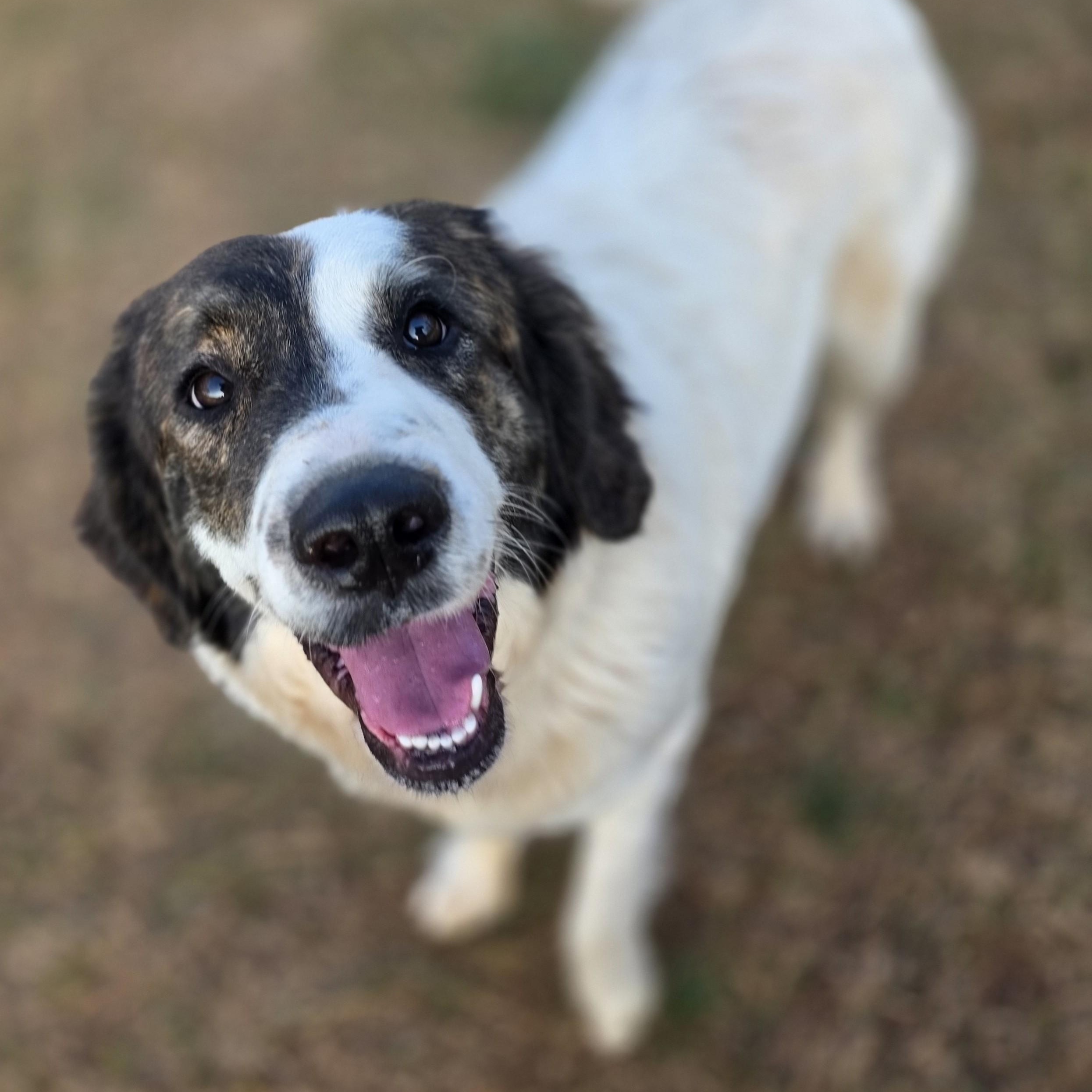 Enlarge Greta Monti, a ADOPTABLE Great Pyrenees in Atlanta, GA image 2/6