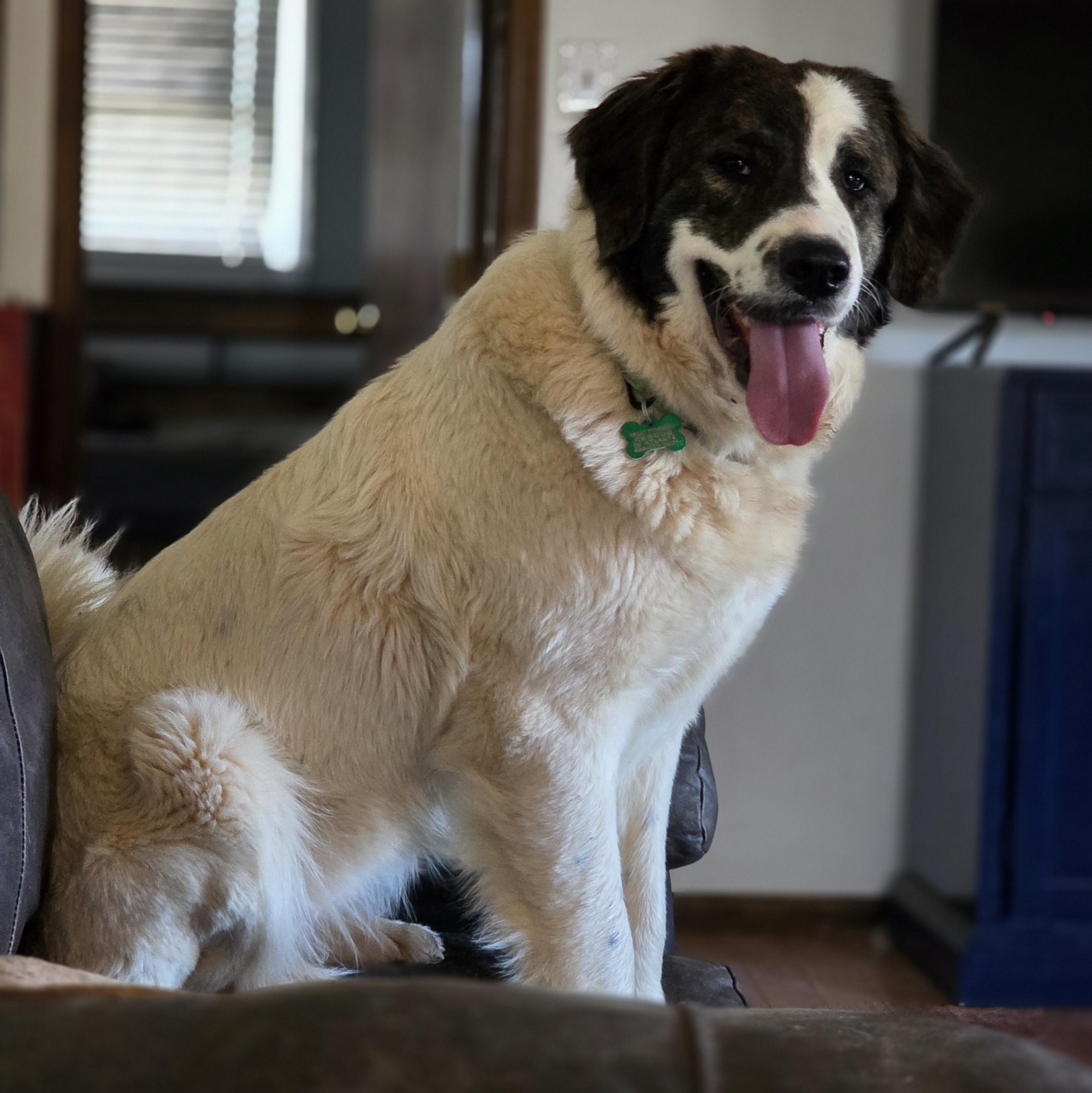 Enlarge Greta Monti, a ADOPTABLE Great Pyrenees in Atlanta, GA image 4/6