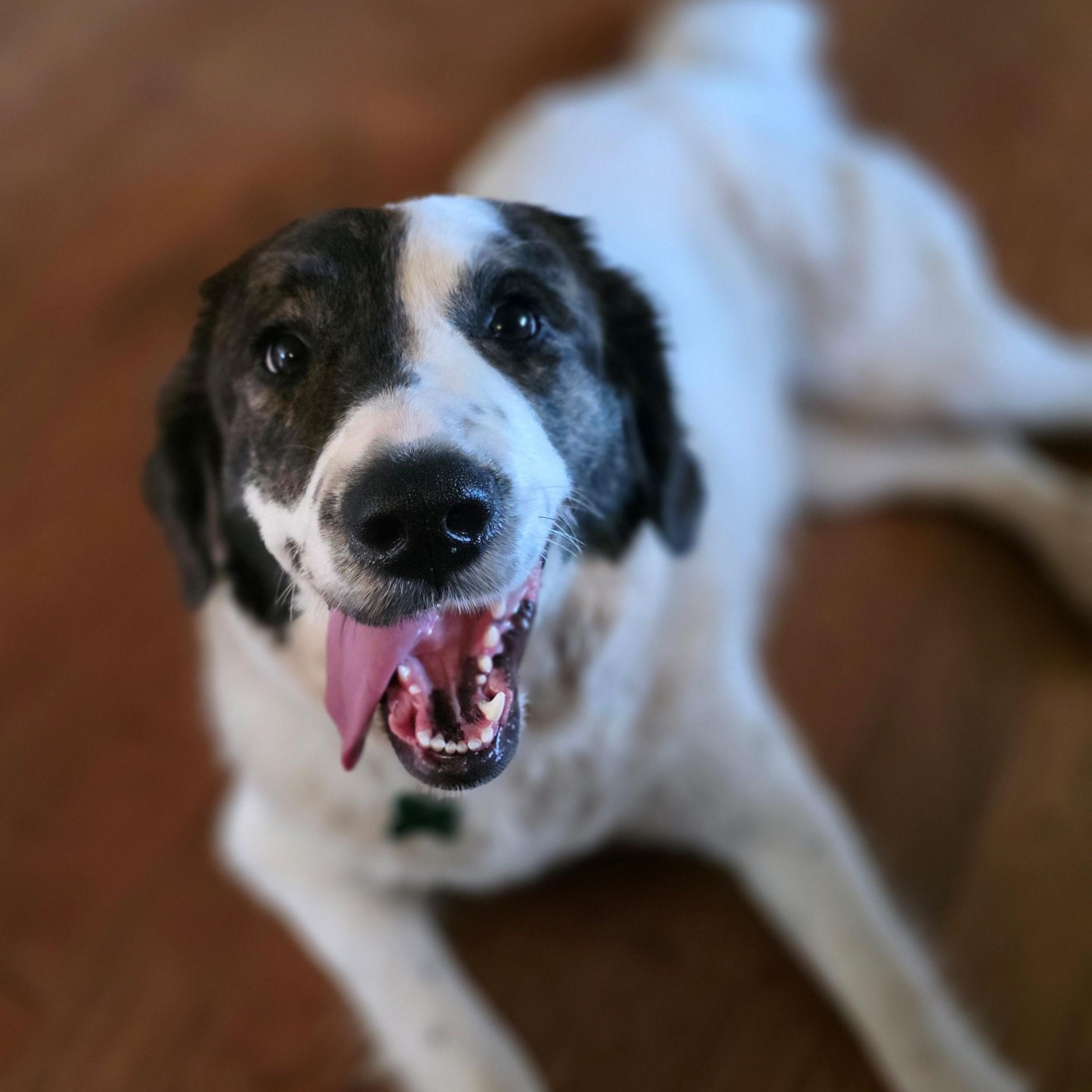 Enlarge Greta Monti, a ADOPTABLE Great Pyrenees in Atlanta, GA image 6/6