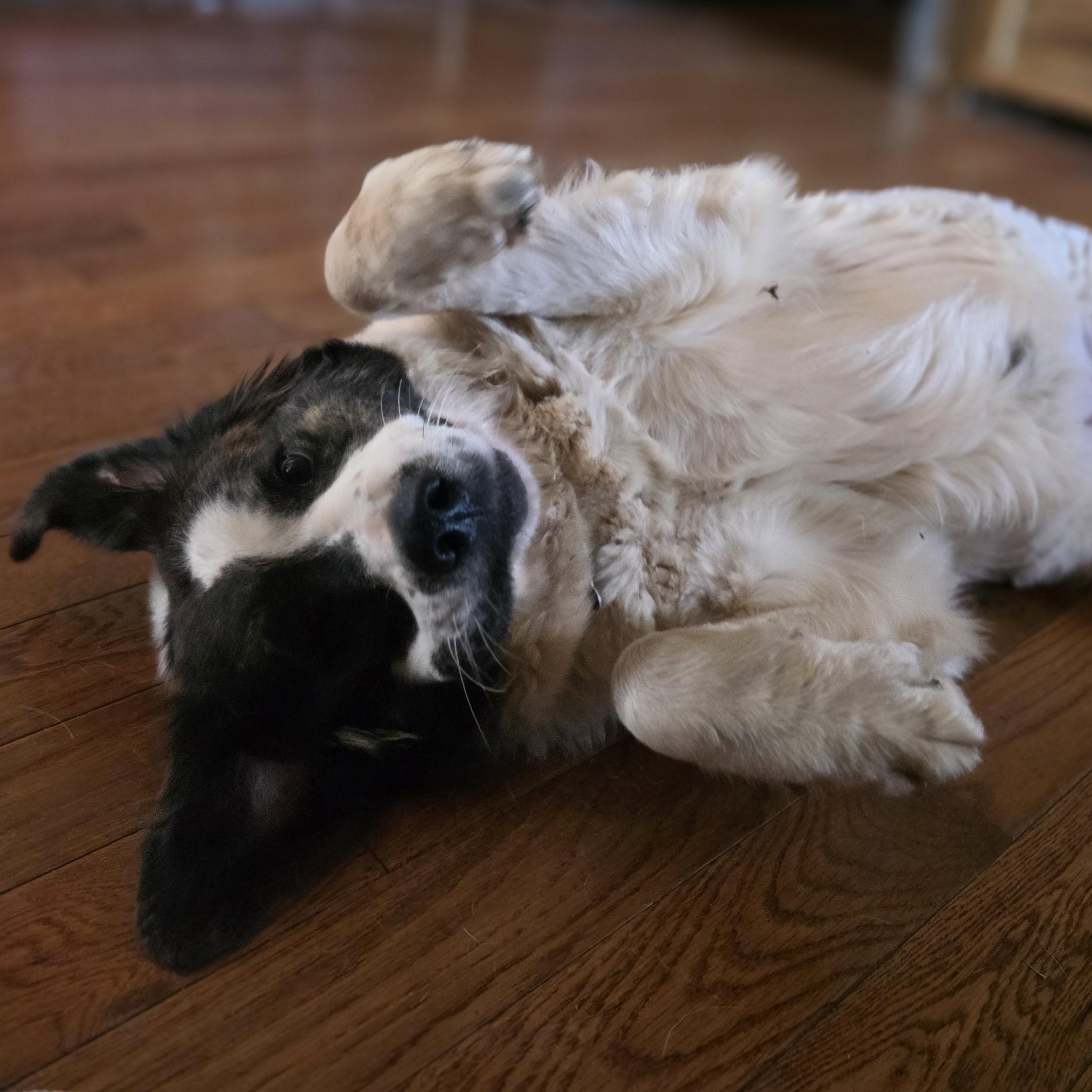 Enlarge Greta Monti, a ADOPTABLE Great Pyrenees in Atlanta, GA image 5/6