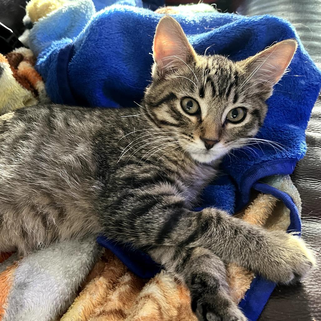 Enlarge Murphy, a Adoptable Domestic Short Hair in Fort Worth, TX image 1/3