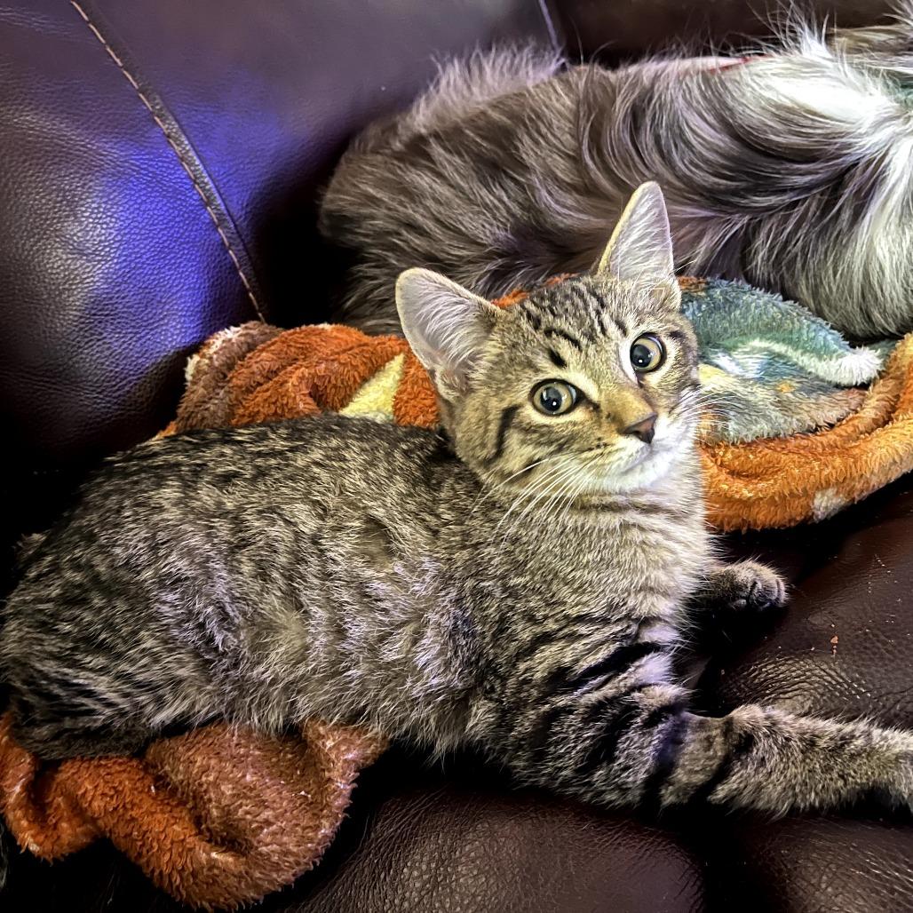 Enlarge Murphy, a Adoptable Domestic Short Hair in Fort Worth, TX image 2/3