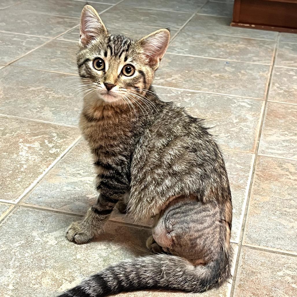 Enlarge Murphy, a Adoptable Domestic Short Hair in Fort Worth, TX image 3/3